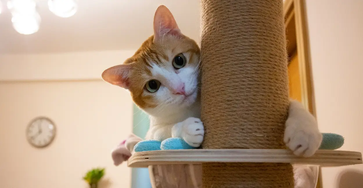 como lidar com gatos arranhando móveis