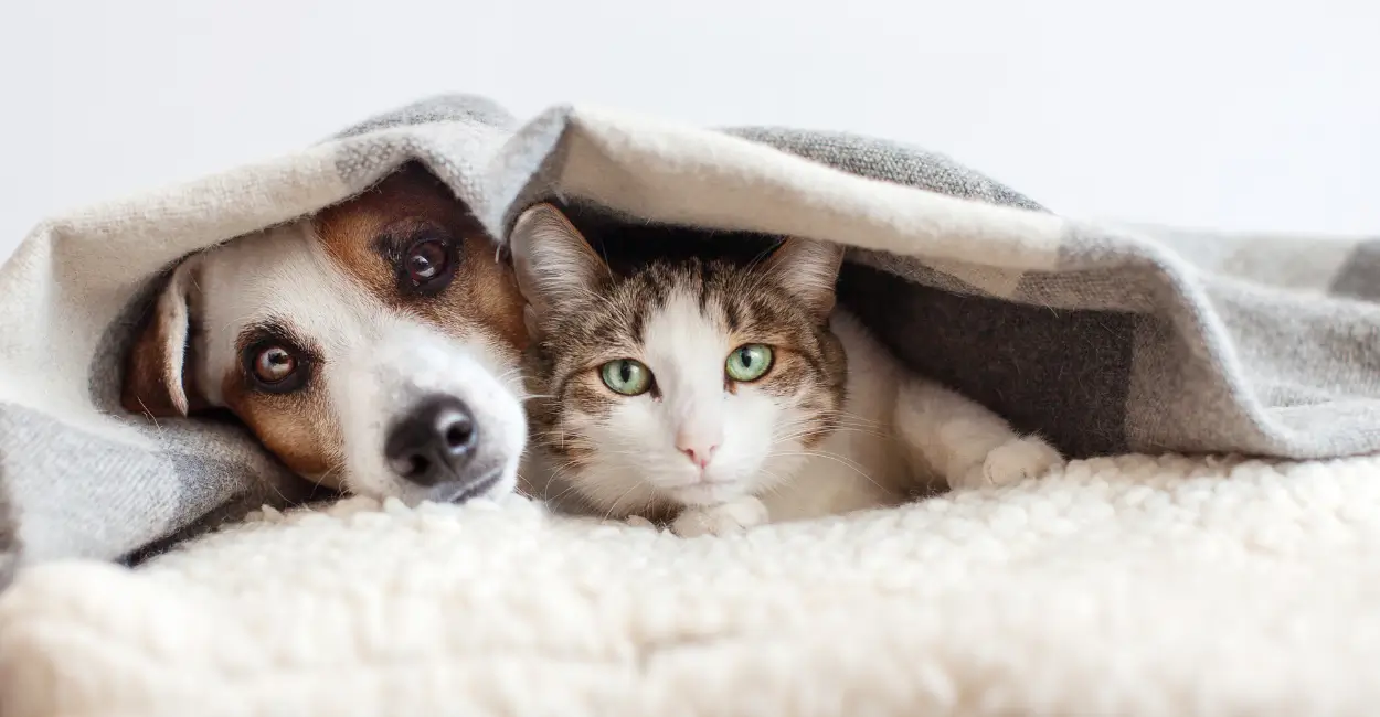 comportamento do pet em casa
