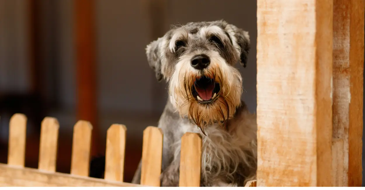 Por que meu cachorro late tanto quando fica sozinho?