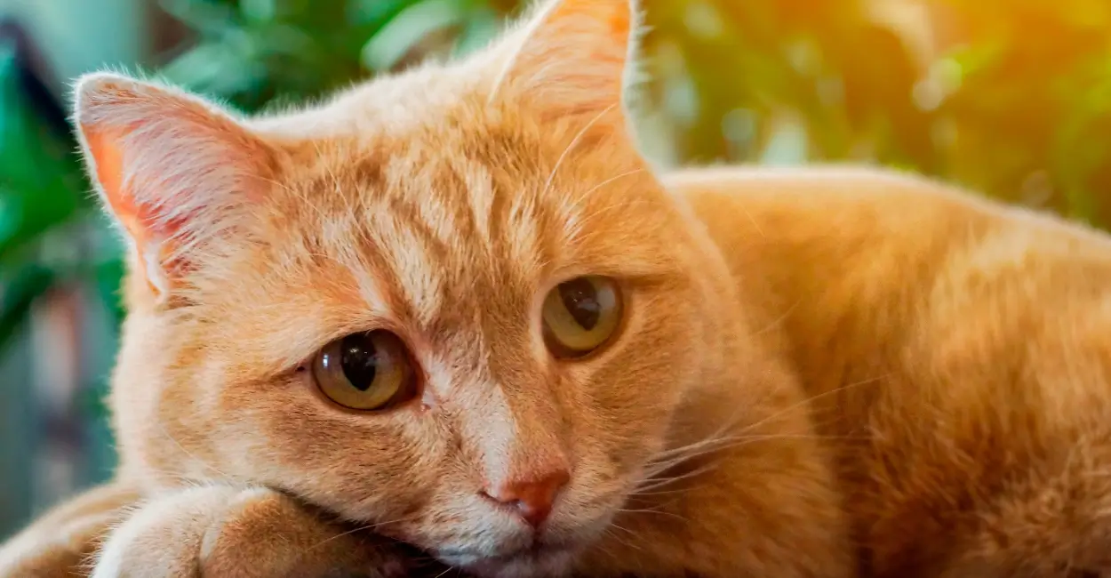 sintomas de ansiedade felina