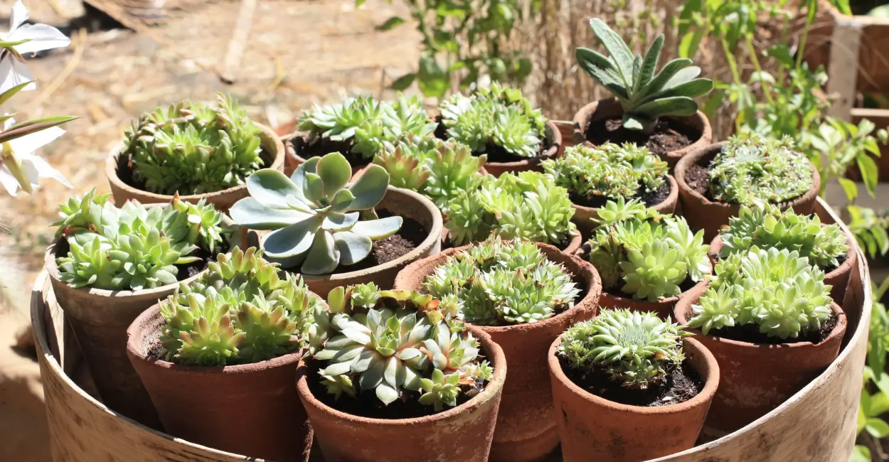 dicas para montar um jardim pequeno