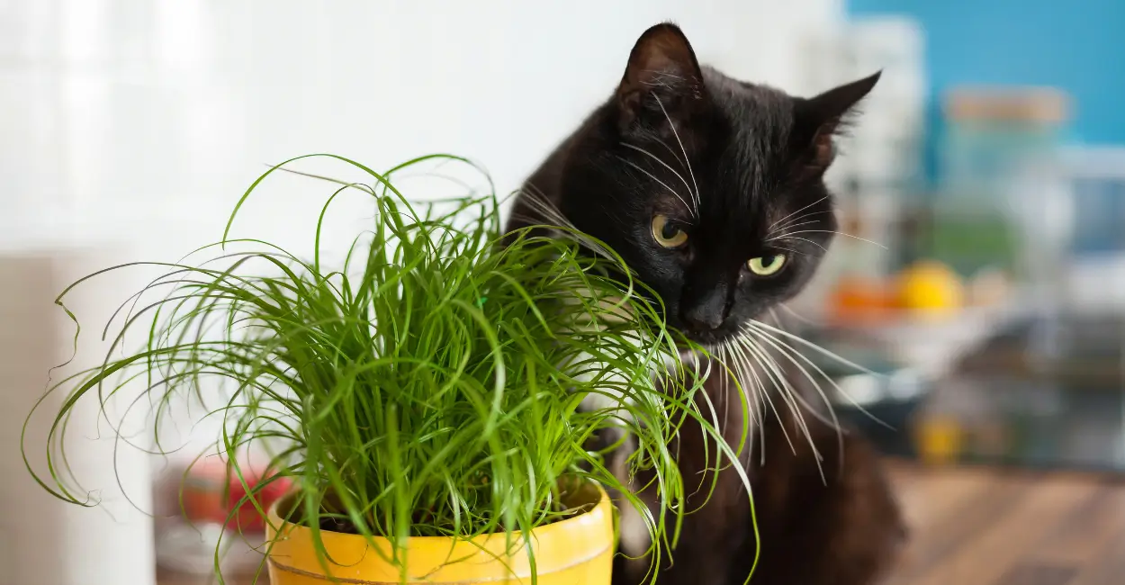 que plantas gatos podem ou não comer