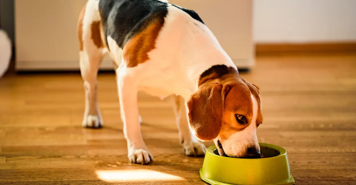 como evitar formigas na ração do pet