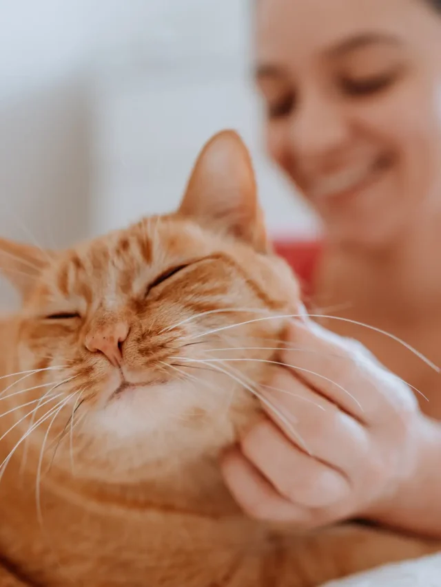 Seu gato te ama?