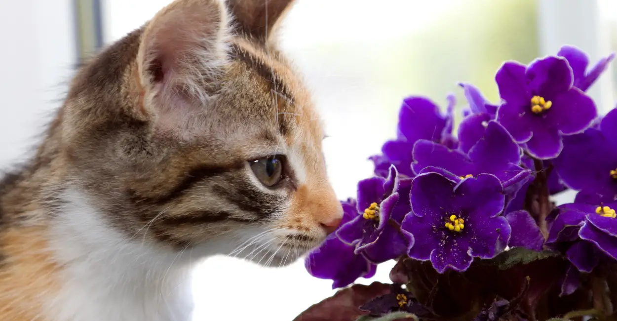 Plantas que eliminam cheiro de gatos dentro de casa