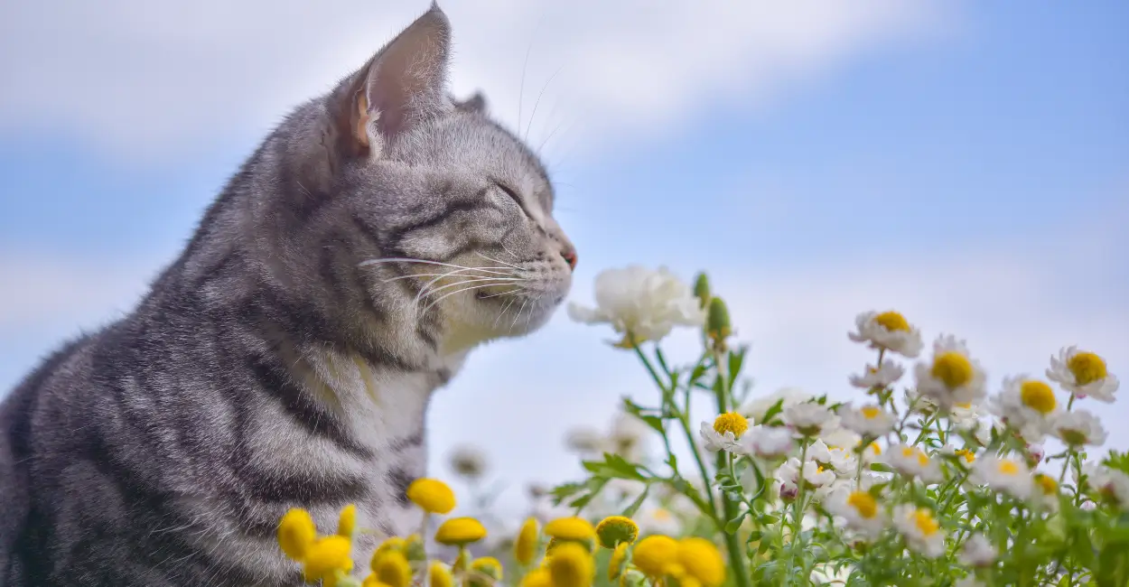 Plantas seguras para gatos em jardim pet friendly
