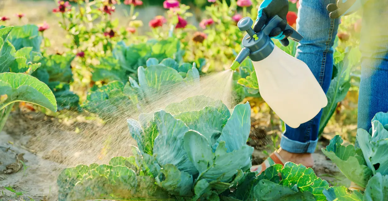 Como o alho livra seu jardim de pragas de forma sustentável.