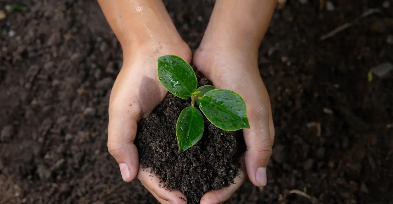 Borra de café faz plantas ficarem mais verdes