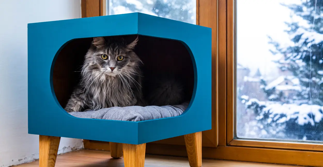 Como fazer uma casa petfriendly