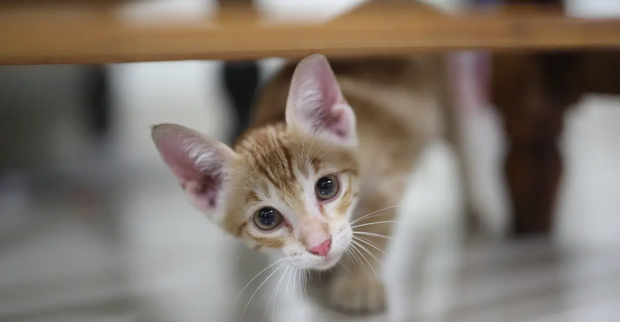 Comportamento animal e suas causas bem explicadas