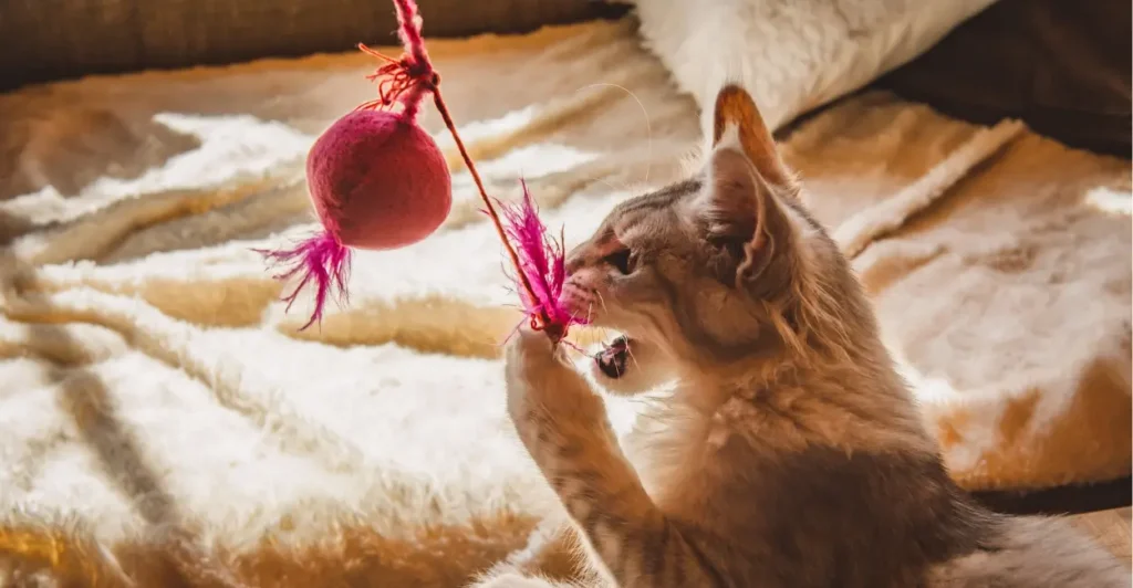 Brinquedos feitos em casa para estimular o gato