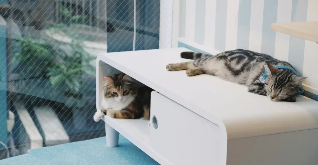 Gatificação da casa estimula melhor comportamento