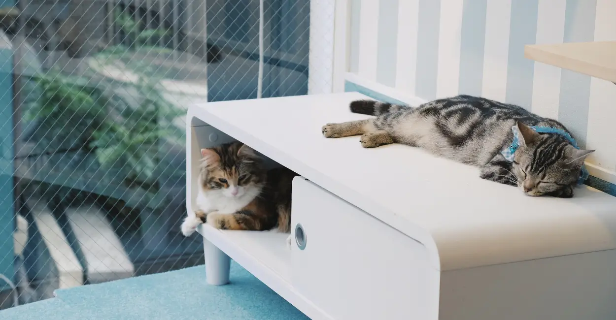 Gatificação da casa estimula melhor comportamento