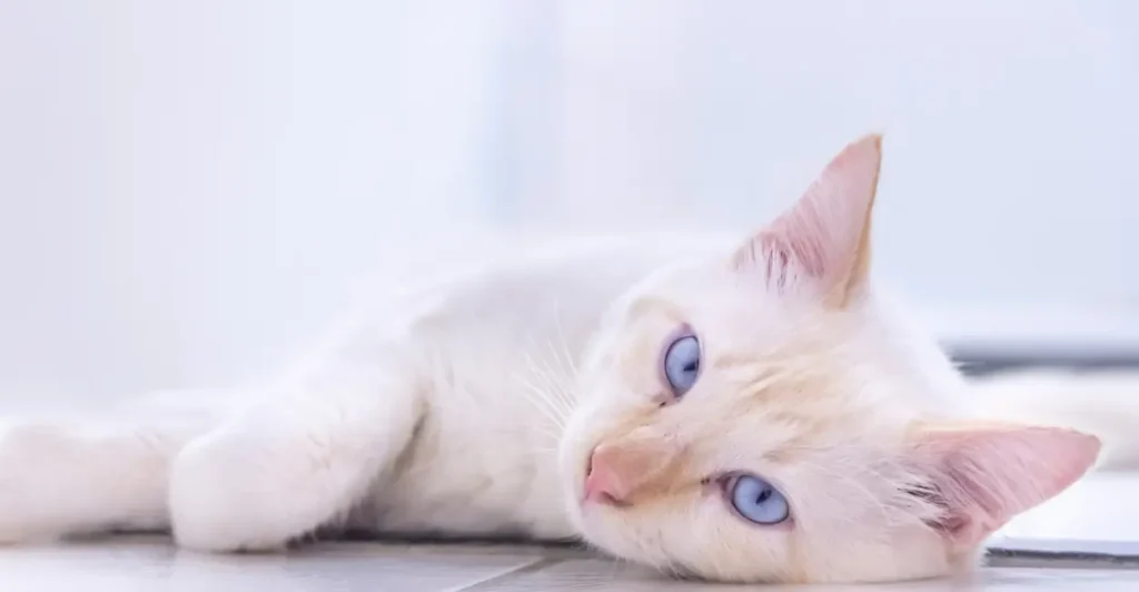 Bem-estar dos gatos depende do ambiente em que ele vive