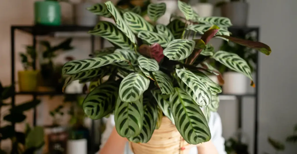 Ambiente, luz e rega que favorecem a planta comigo-ninguém-pode