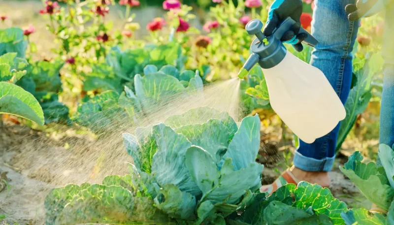 Como o alho livra seu jardim de pragas de forma sustentável.