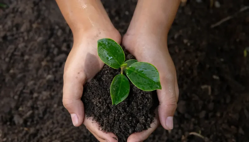 Borra de café faz plantas ficarem mais verdes