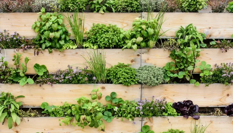 como criar um jardim vertical com paletes