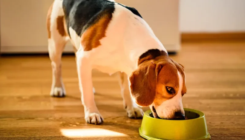 como evitar formigas na ração do pet