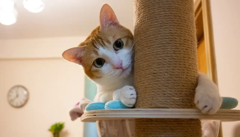 como lidar com gatos arranhando móveis