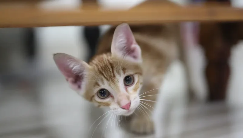 Comportamento animal e suas causas bem explicadas