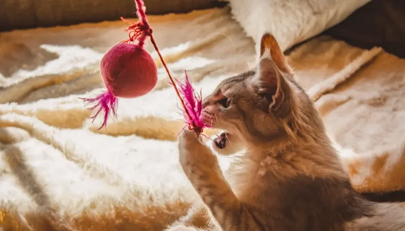 Brinquedos feitos em casa para estimular o gato