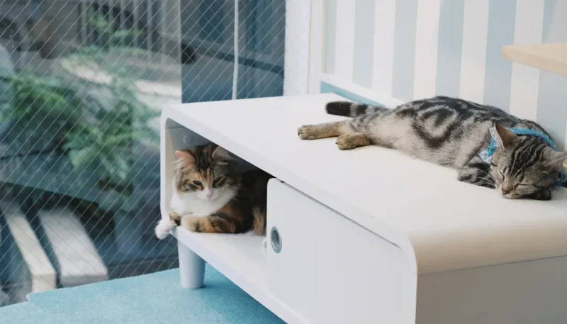 Gatificação da casa estimula melhor comportamento