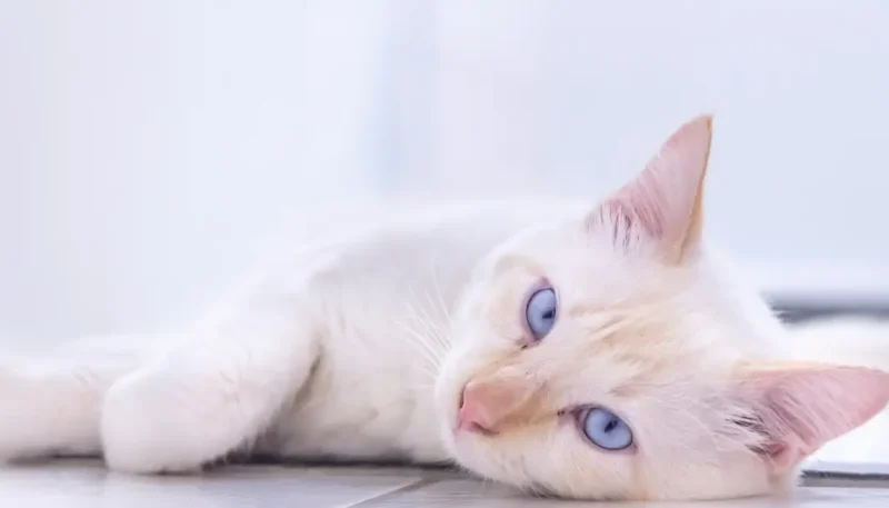 Bem-estar dos gatos depende do ambiente em que ele vive