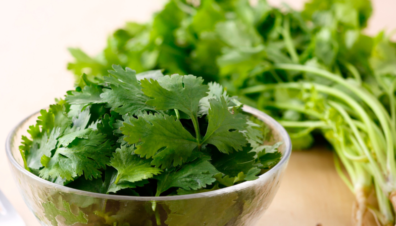 Mini-horta na cozinha, plantada sem terra