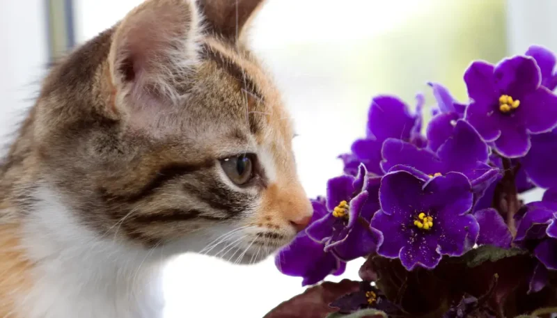 Plantas que eliminam cheiro de gatos dentro de casa