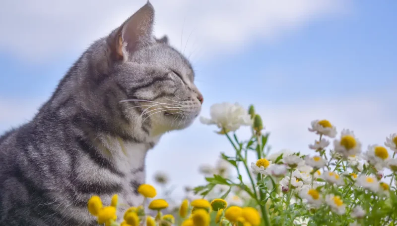 Plantas seguras para gatos em jardim pet friendly