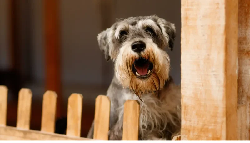 Por que meu cachorro late tanto quando fica sozinho?
