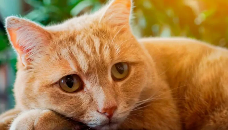sintomas de ansiedade felina